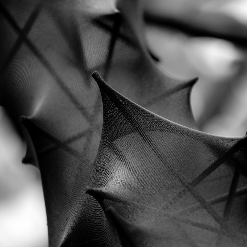 Art project The lycrodon img2b
